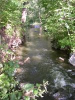 Šárecký potok 1 (pod ú.n.Džbán) 3.6.05 003.jpg